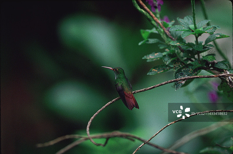 棕尾蜂鸟图片素材