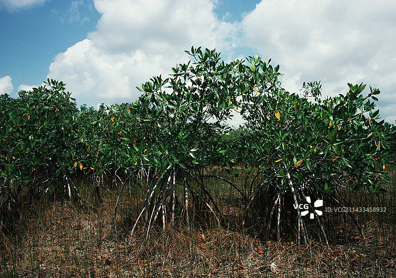 大沼泽地红树林图片素材