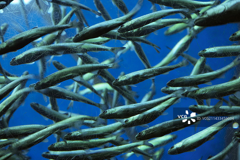 西雅图水族馆的银鲑鱼幼鱼图片素材