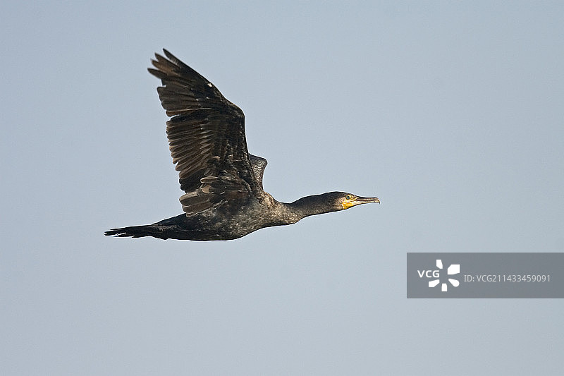 飞行中的普通鸬鹚图片素材
