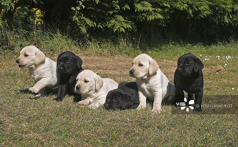 黄色和黑色拉布拉多幼犬图片素材