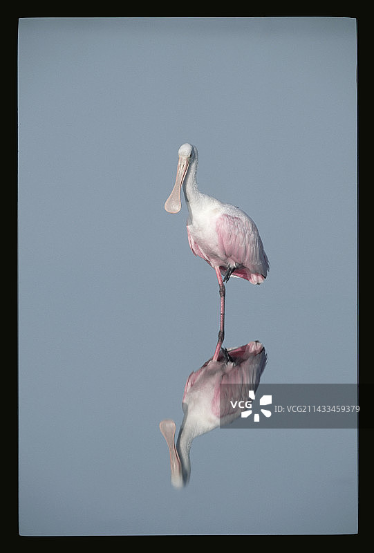 琵鹭与水面倒影图片素材
