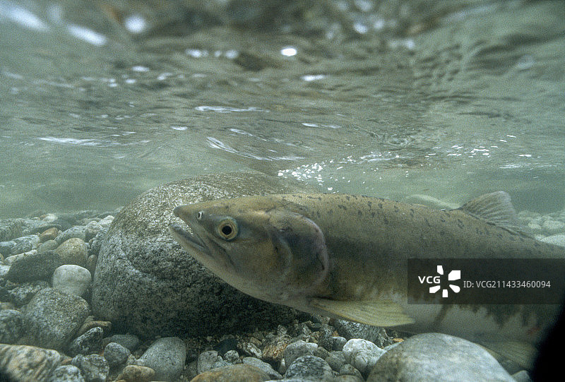 粉色三文鱼水下摄影图片素材