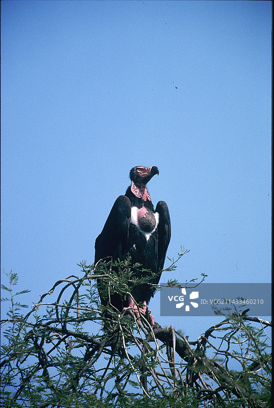 秃鹰王图片素材