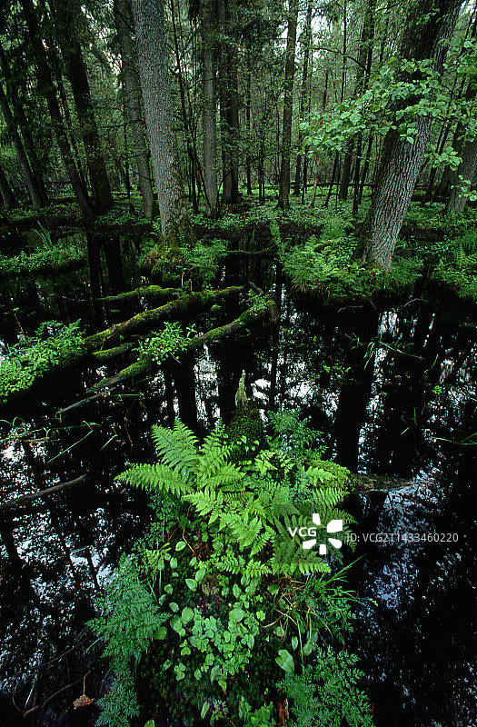 沼泽中生长的蕨类植物图片素材