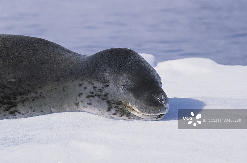 海豹在冰山上睡觉图片素材