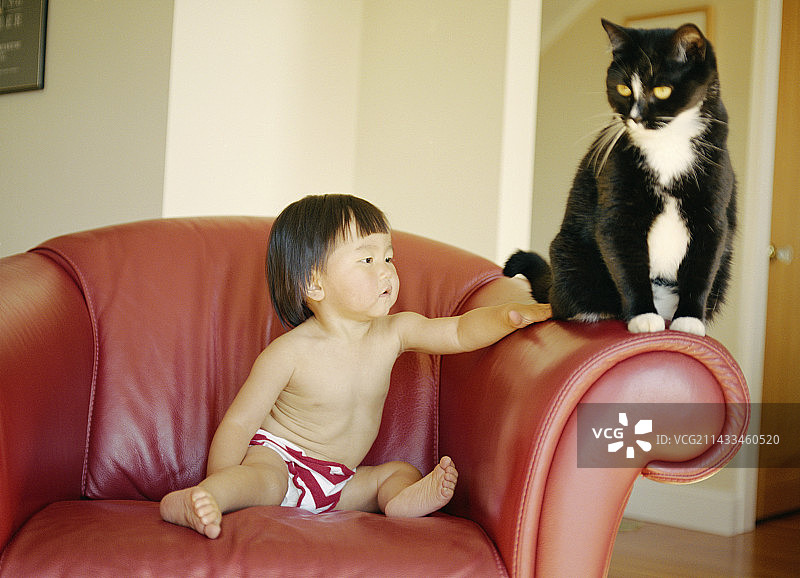 幼儿伸手去抓黑白猫图片素材