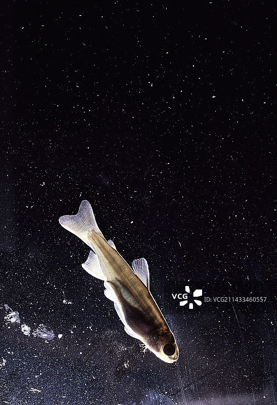 银鲑鱼苗图片素材