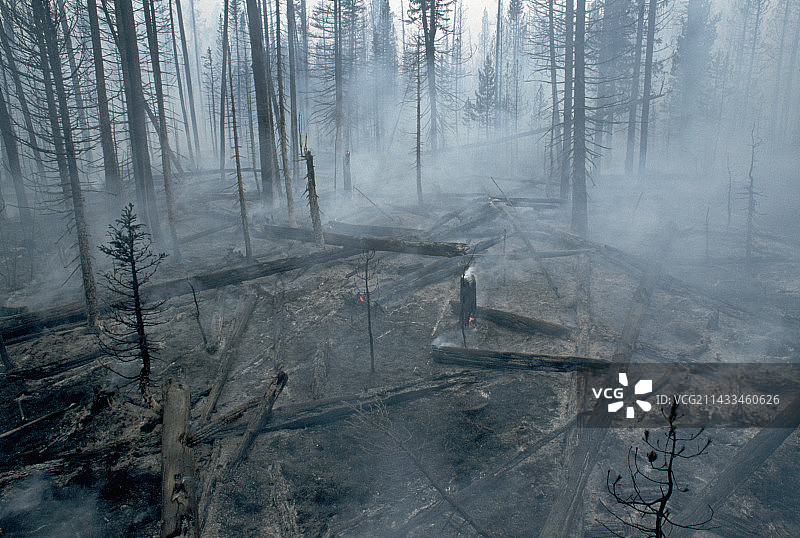 火灾后的黑松林图片素材