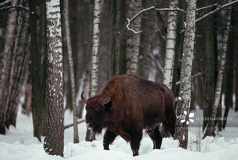 冬季森林中的欧洲野牛图片素材