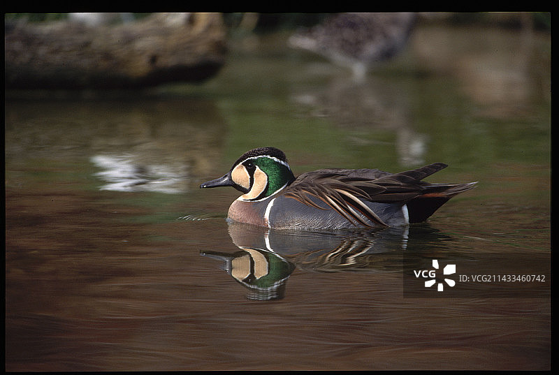 雄性绿翅鸭图片素材