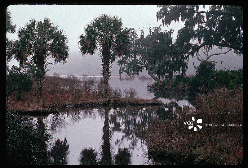 盐沼和棕榈树景色图片素材