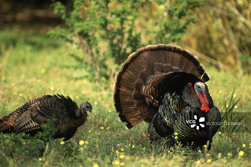 野生火鸡求偶图片素材