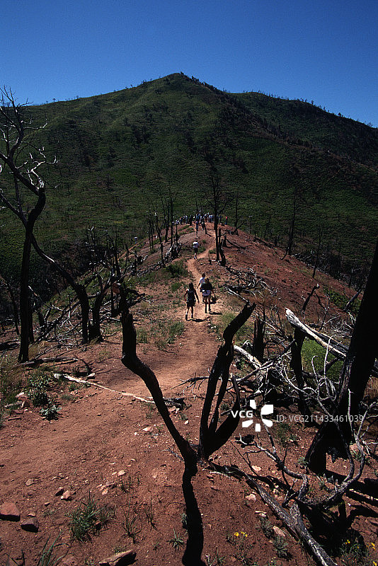 烧毁的植物图片素材