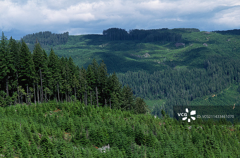 旧采伐区的拼布图案图片素材