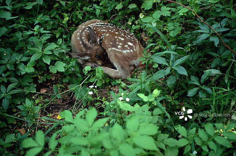 熟睡的小鹿图片素材