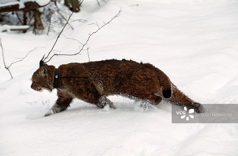 雪林中的猞猁图片素材