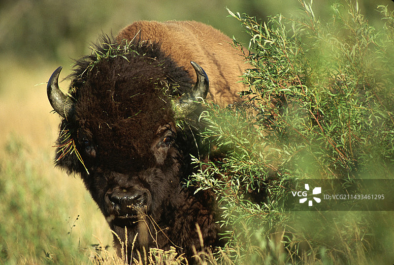 苔草草甸上的野牛图片素材