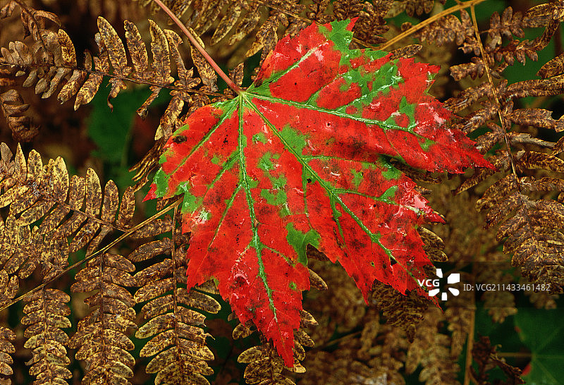蕨类植物上的枫叶图片素材