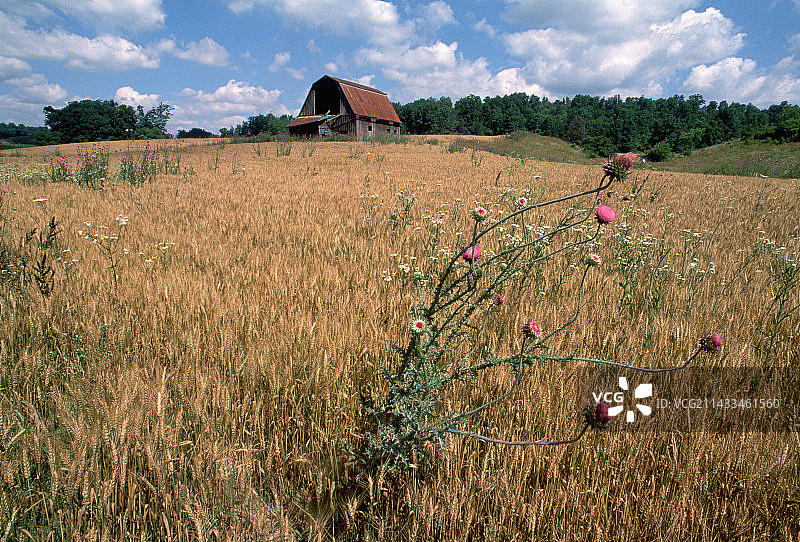 农田里的野花图片素材