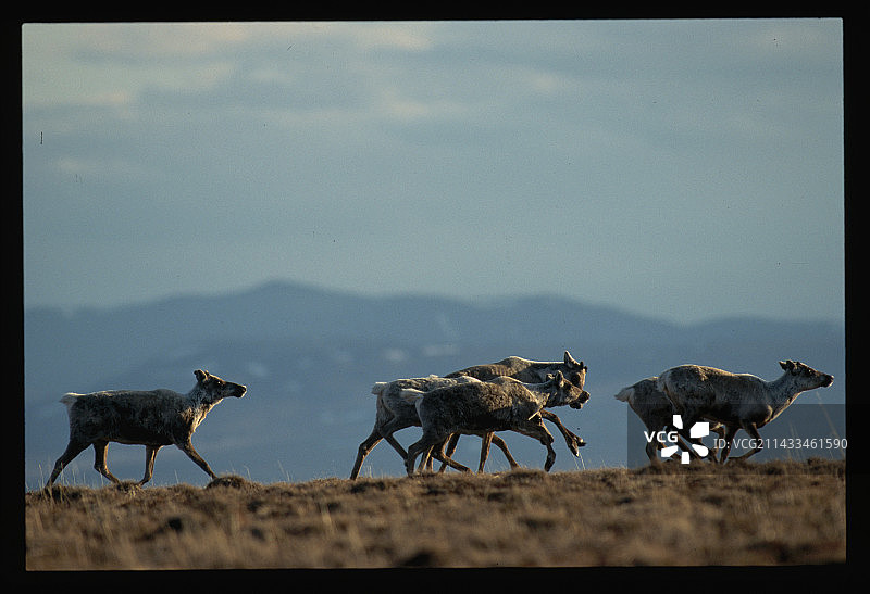 驯鹿群图片素材