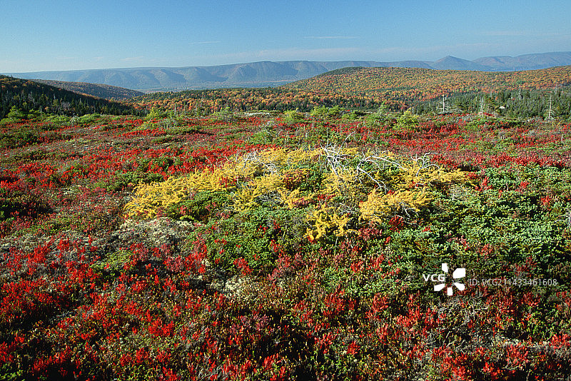秋叶：高原风光图片素材