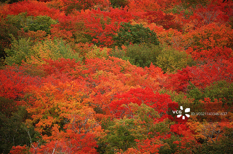 秋色树木图片素材