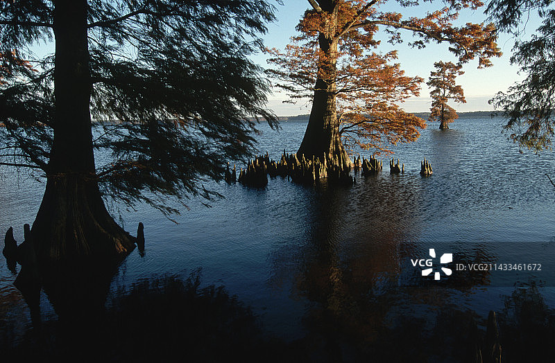 里尔富特湖的落羽杉图片素材