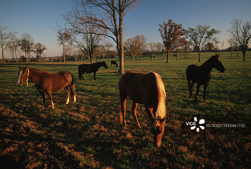 田纳西走马图片素材