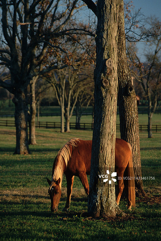 田纳西走马图片素材