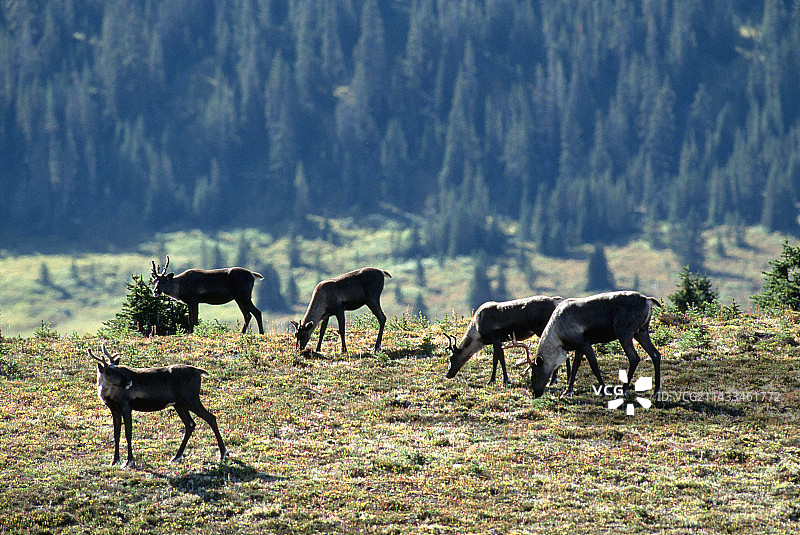 森林驯鹿图片素材