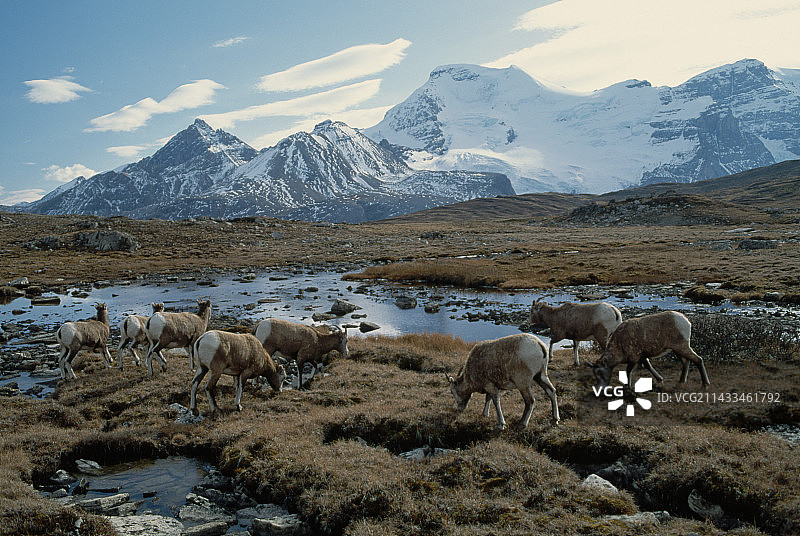 威尔科克斯隘口的大角羊图片素材