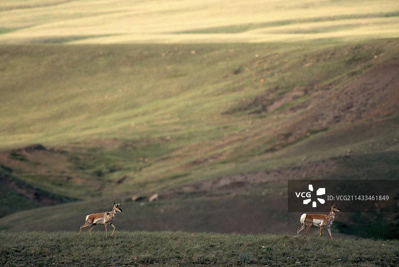 叉角羚图片素材