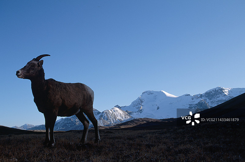 威尔科克斯隘口的大角羊图片素材