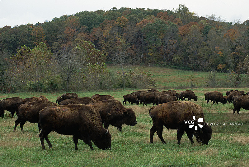 草地上吃草的美洲野牛图片素材