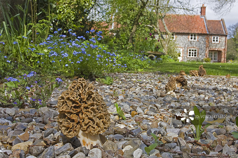 常见羊肚菌图片素材