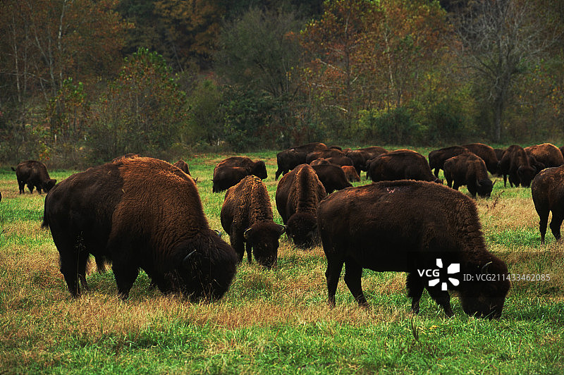 草地上吃草的美洲野牛图片素材