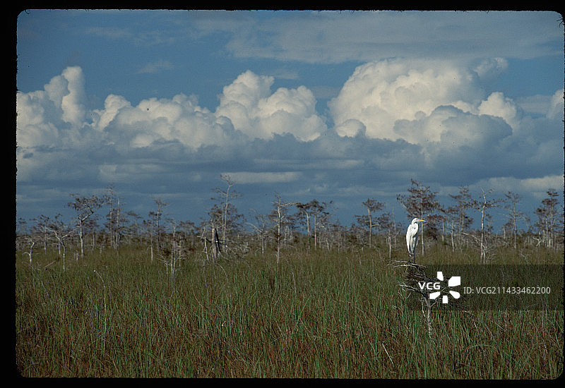 莎草沼泽地里的大白鹭图片素材