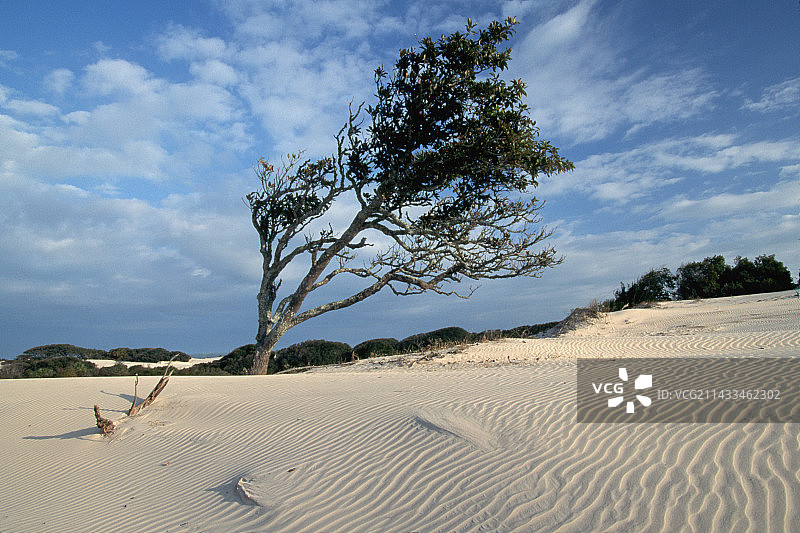 海边的风弯橡树图片素材