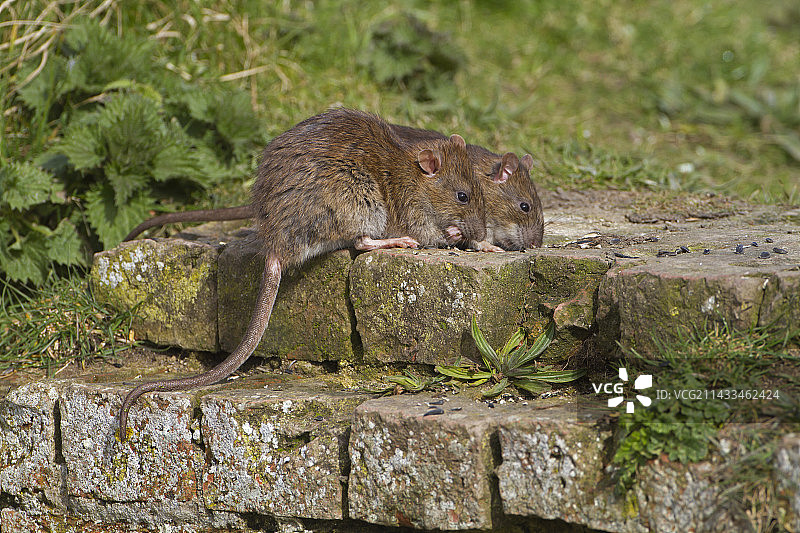 棕色老鼠图片素材