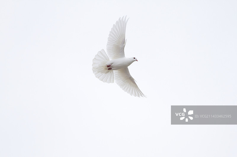 白鸽图片素材
