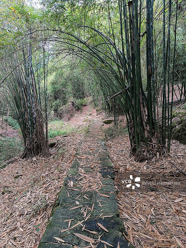 竹林幽径图片素材