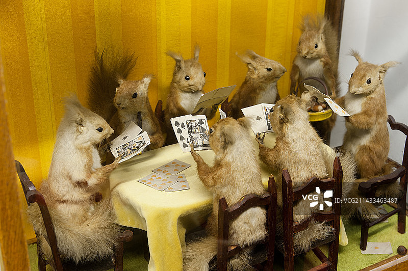 伦敦哈克尼恐怖小店的动物标本收藏图片素材