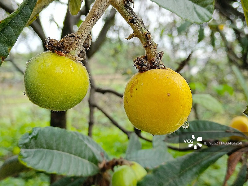 枇杷熟了图片素材