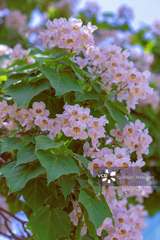 正是楸树开花时图片素材