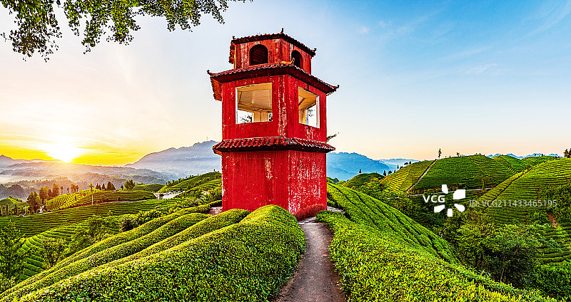 湖北恩施鹤峰县走马镇木耳山茶园的日出图片素材