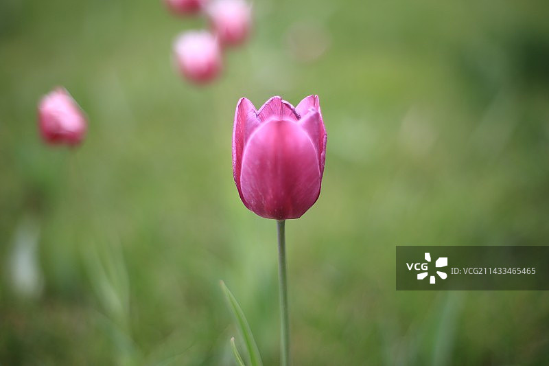 IMG_8942紫色郁金香图片素材