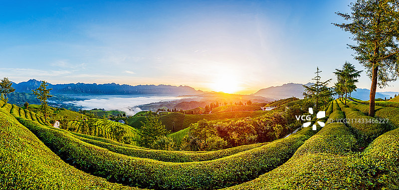 湖北恩施鹤峰县走马镇木耳山茶园的日出图片素材