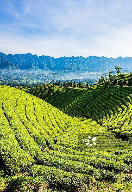 湖北恩施鹤峰县走马镇木耳山茶园的日出图片素材