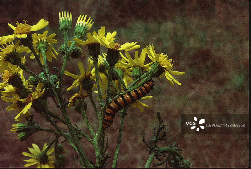 朱砂蛾幼虫图片素材
